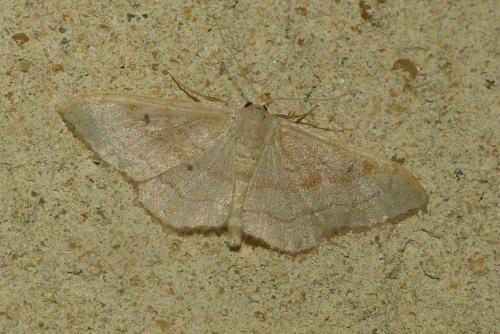 Réf. 237 132 : Idaea rubraria
